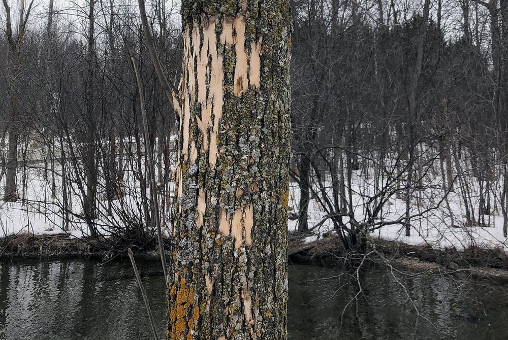 Woodpecker flecking on an ash tree infested with emerald ash borer