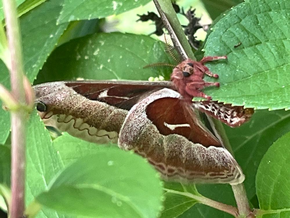 Browntail Moth Management in Southern Maine