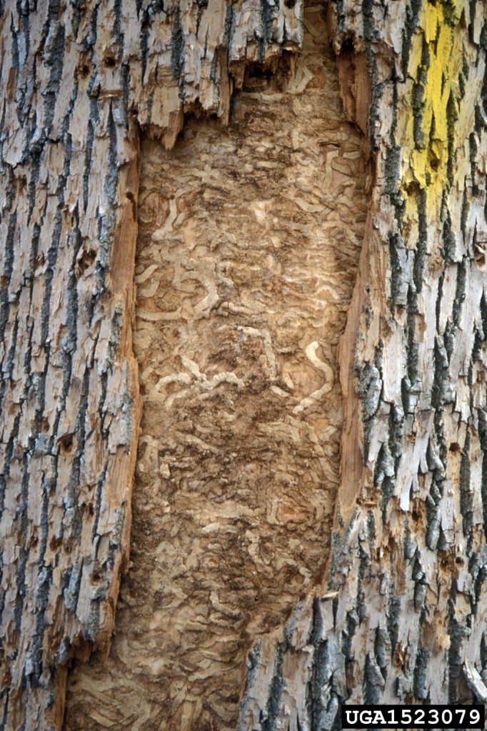 Emerald Ash Borer Treatment in Southern Maine